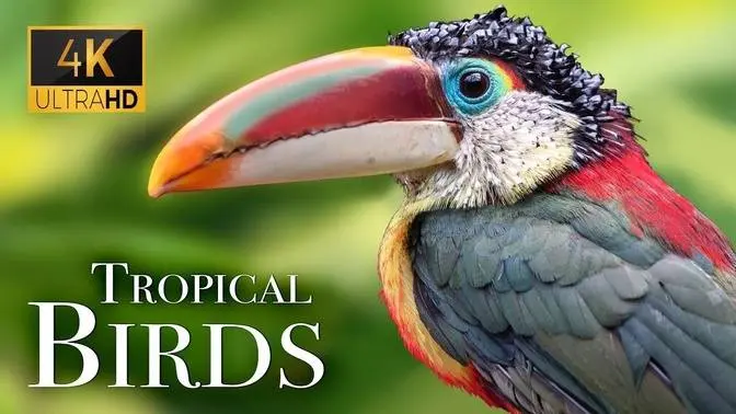 Tropical Birds In K Beautiful Bird Sounds Of Rainforest Jungle