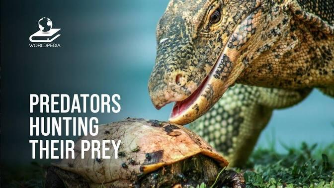 Scariest Moments Of Predators Hunting Prey