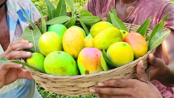 Farm Fresh Organic Mangos Picking And Eating On Mango Tree In My