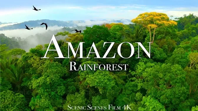 Amazon K Part The Worlds Largest Tropical Rainforest Jungle