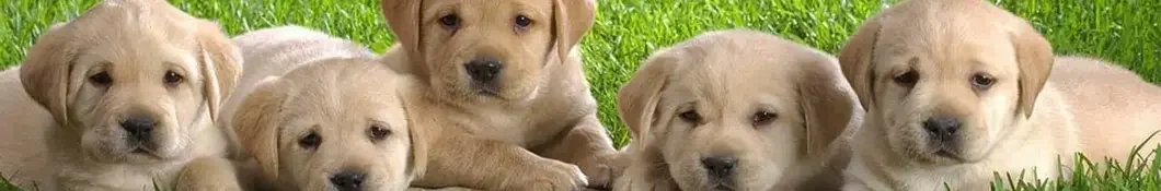 Viral Dog Puppy