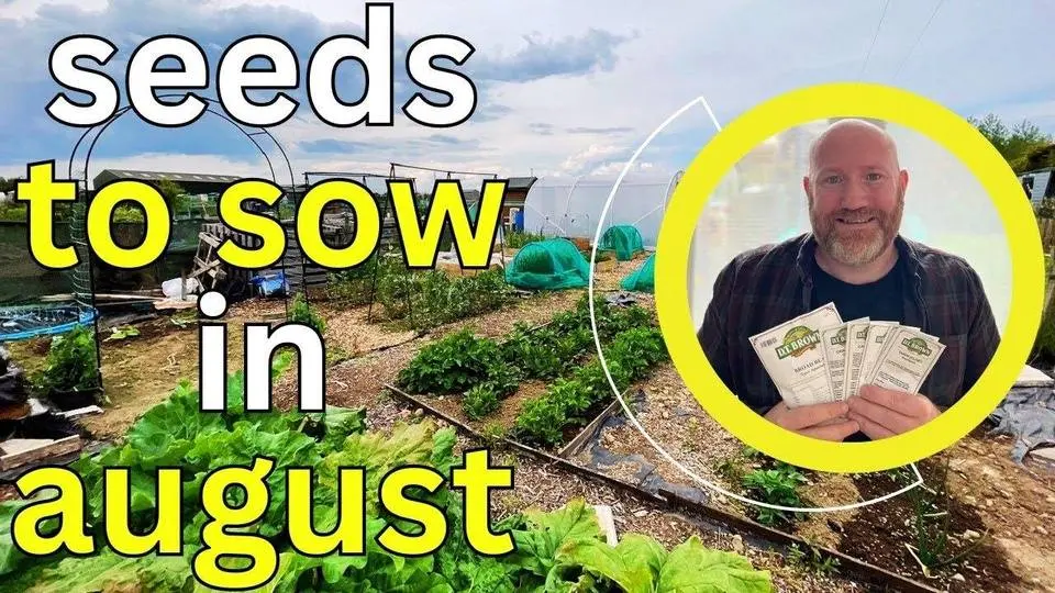 Seeds To Sow In August