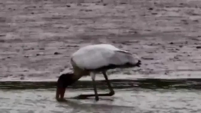 Wood Stork Juvenile in Great Trinity Forest Dallas, Texas