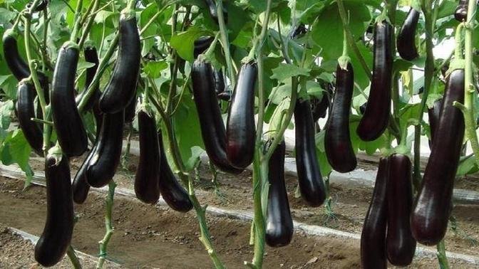 Amazing Eggplant Agriculture Eggplant Farming & Eggplant Harvesting Greenhouse Eggplant Cultivation