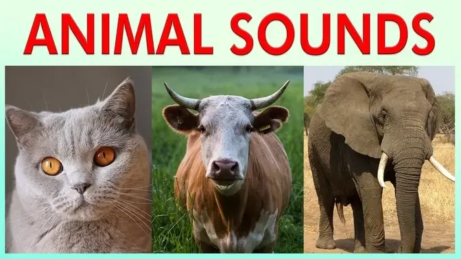 ANIMAL SOUNDS COMPILATION for Preschoolers, Kindergarten - Kids Learning  Videos