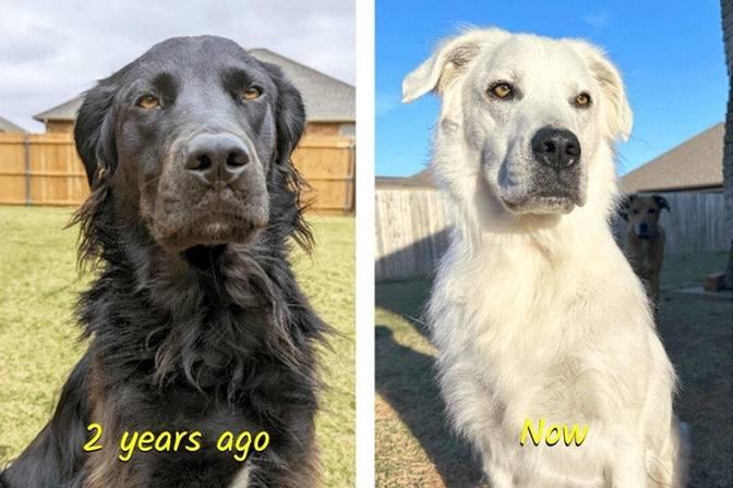 Adorable Dog Changes From Black to White Over 2 Years—the Owner ...