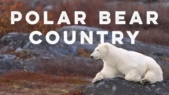 Polar Bear Country • Churchill, Manitoba