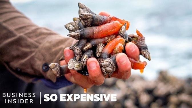 Why Gooseneck Barnacles Are So Expensive _ So Expensive