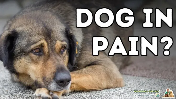 Dog Pain: Home Remedies That Quickly Work