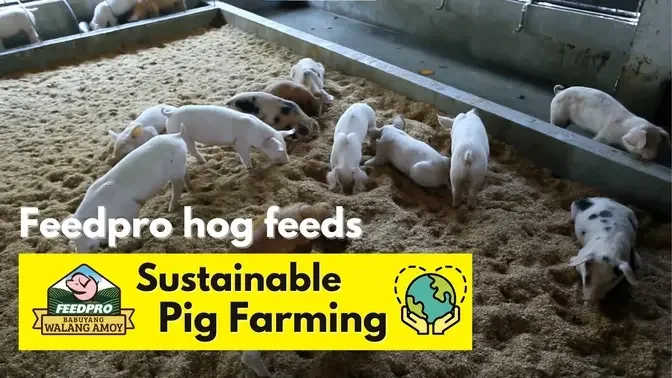 Feedpro  Sustainable Pig Farming  the New and Natural Way