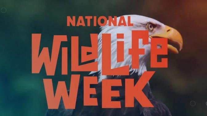 National Wildlife Week 2022: Introduction