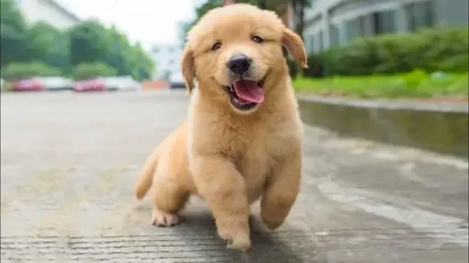 Funniest & Cutest Golden Retriever Puppies - 30 Minutes of Funny Puppy  Videos 2022 #14