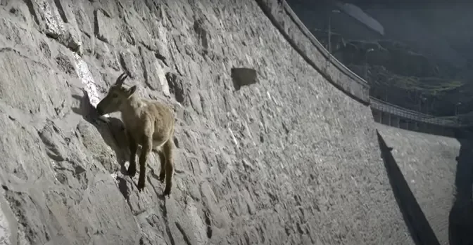 The incredible ibex defies gravity and climbs a dam | Forces of Nature with Brian Cox - BBC