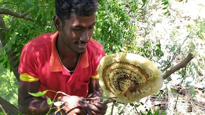 Fresh natural PURE HONEY   Honey - destruction from in BAMBOO TREE   honey - village style cooking