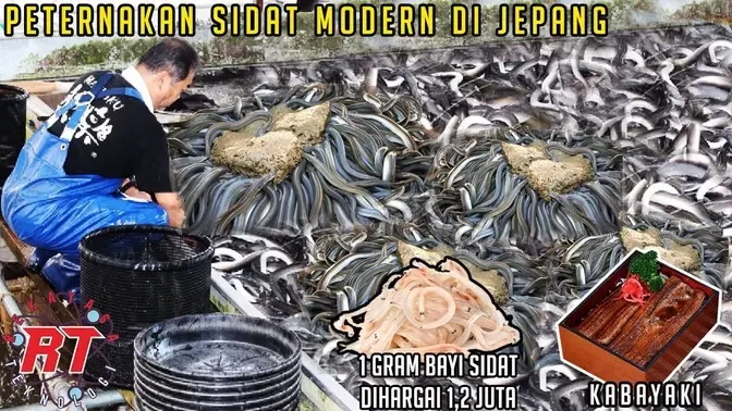 PETERNAKAN BELUT SIDAT MODERN DI JEPANG YANG MEMILIKI HARGA SEPERTI EMAS