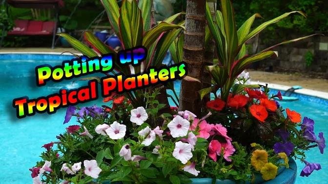Planting up Tropical Planters