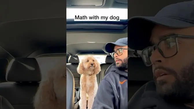Super Smart and Affectionate Dogs