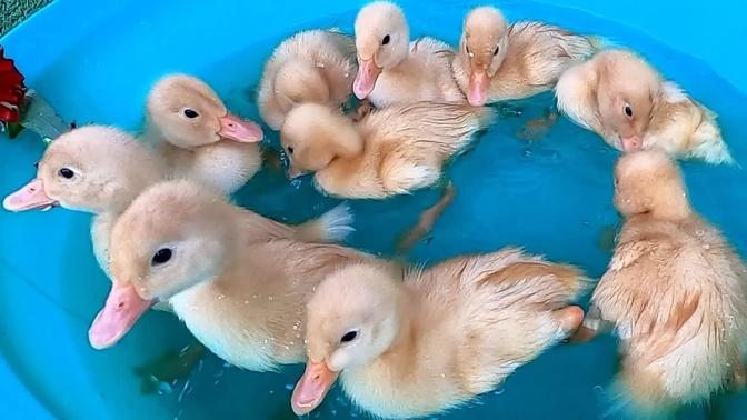 Baby Ducks Ducklings Koi Carp Fish Pleco Halfmoon Betta Goldfish - Cute baby animals Videos