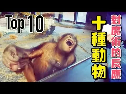 人类对十种动物「变魔术」， 然后牠们的夸张反应笑死人了～！