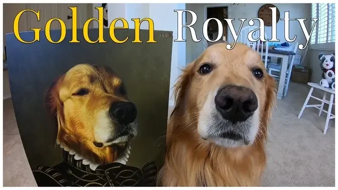 Oshie The Royal Golden Retriever | Oshies World