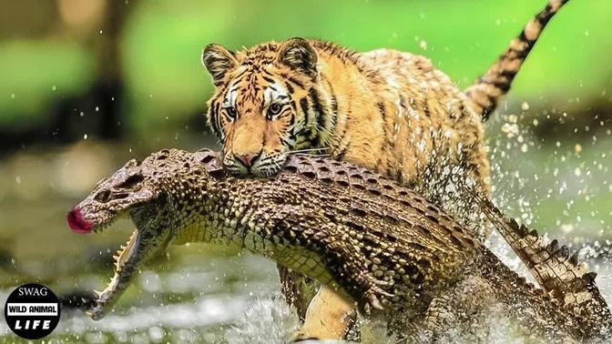 Horrified ! 30 Moments Tiger Attack And Kill Their Prey Mercilessly | Wild Animals