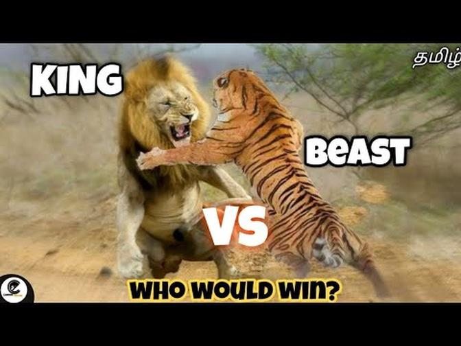 Lion vs Tiger | Which is stronger ? | who would win ?😱
