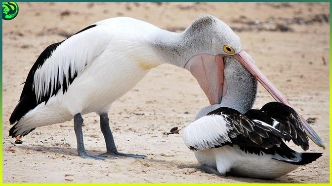 15 Terrifying Moments When a Bird Ate Another Bird