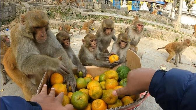Feeding oranges to hungry monkeys || monkey man