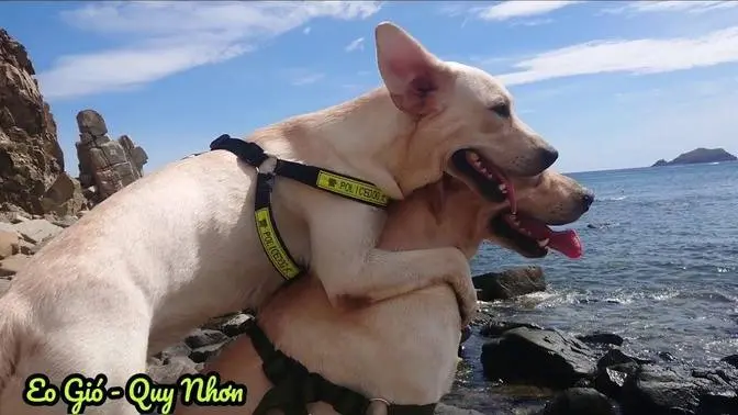 Ghen tị với 2 chú chó đc đi phượt khắp Việt Nam - Củ Cải KimChi| The dogs travel throughout Vietnam