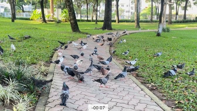 Flock of pigeons flapping their wings