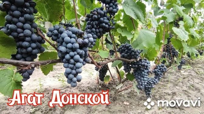 Виноград агат донской фото