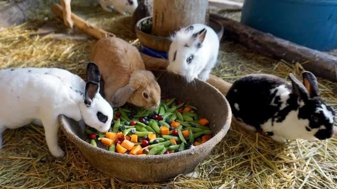 Veggie Treats For The Animals - Morning Feed