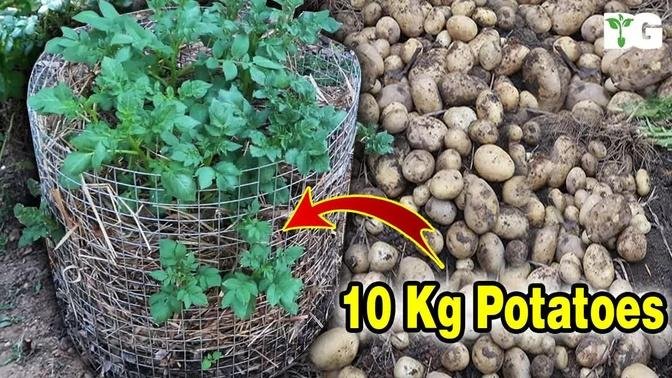 Unbelievable Growing Potatoes At Home Is So Easy And So Many Tubers