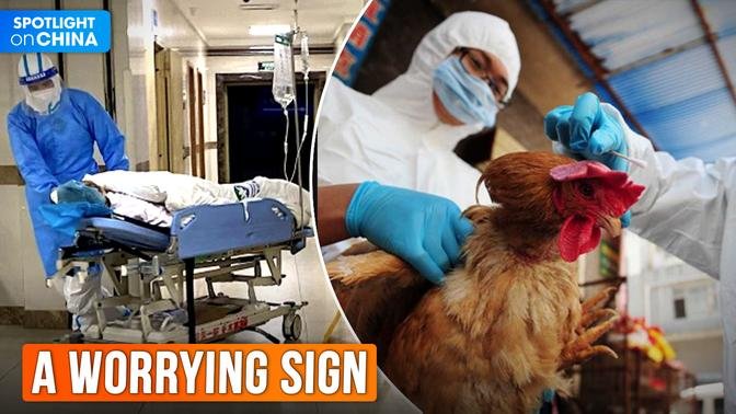 First Human Dies Of H3N8 Bird Flu Confirmed In China, WHO | Videos ...