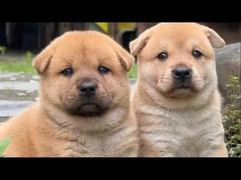 The Baby Dogs Were Playing 🐕🐶 || Cute Dogs And Animals Lover Raj