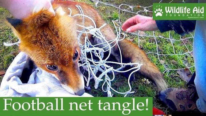 Tangled FOX freed from football net!