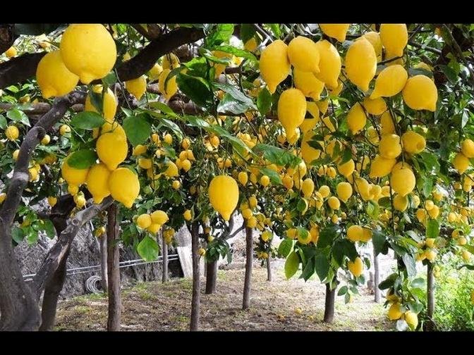 Lemon Agriculture - Gandharaj Lemon Farming and Cultivation of lemon