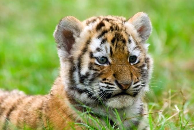 Cute Siberian Tiger Cubs from Hungary | Pet Channel