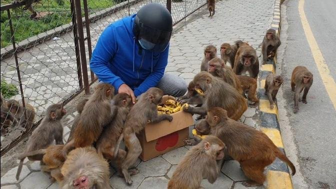 A group of monkeys ate 200 pieces of bananas in 1 minute | feeding banana to the hungry monkey