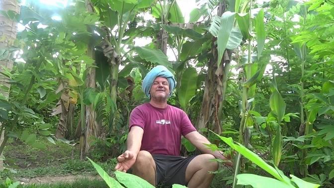 Using Masanobu Fukuoka's natural farming principals in a permaculture ...