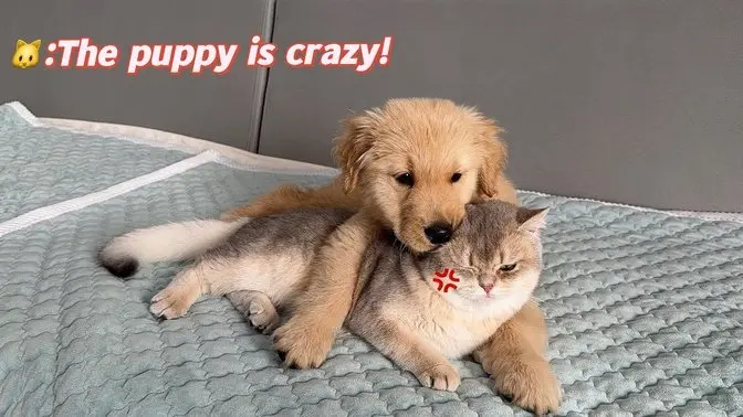 This abandoned golden retriever puppy bullies the kitten who raised him!kitten is angry! so cute