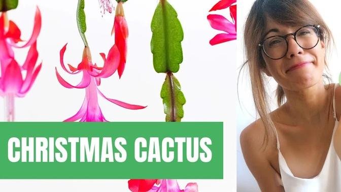 Christmas cactus care - Schlumbergera buckleyi