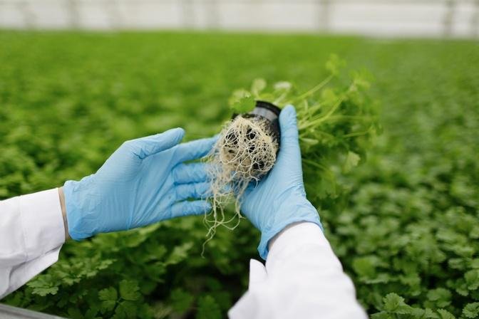 U.S. Biofertilizers Market Size, Share, Trends, Analyzing, Growth, 2032