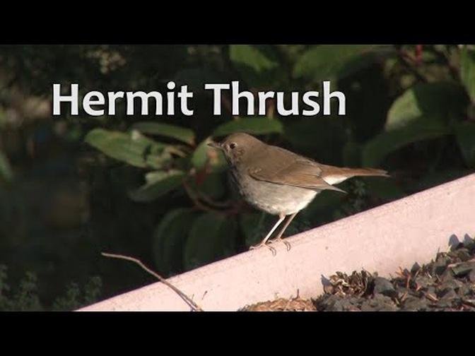 HERMIT THRUSH