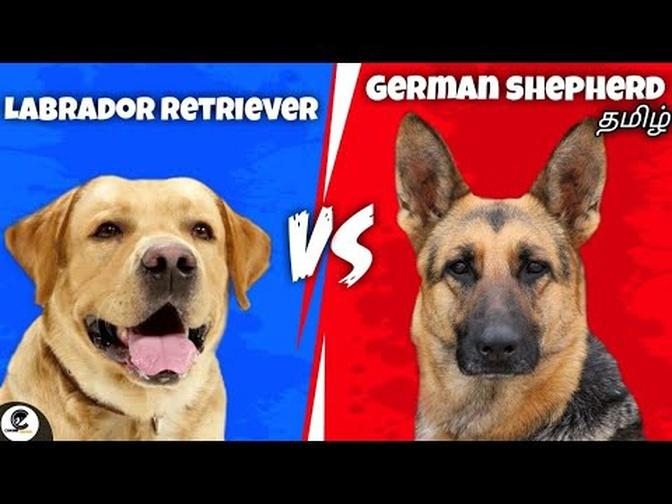 Labrador retriever VS German shepherd | comparison | funny😂
