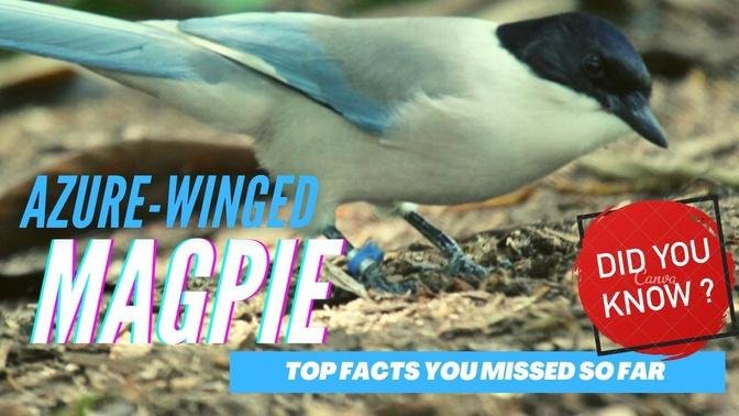 Azure-winged Magpie facts 🦜 occurs over eastern Asia in China 🇨🇳 Korea, Japan 🇯🇵 Mongolia 🇲🇳