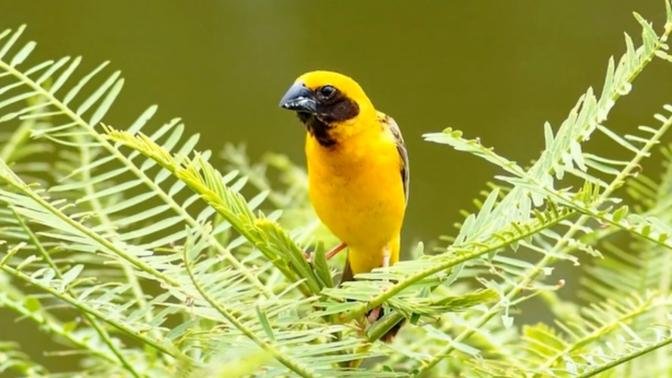 Kisah Burung Berbulu Emas, Jalan Pintas yang Membawa Petaka