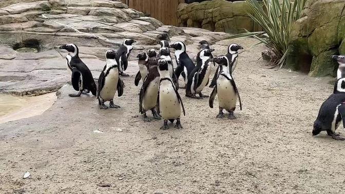 🔴 LIVE at the ZOO: African Penguins!