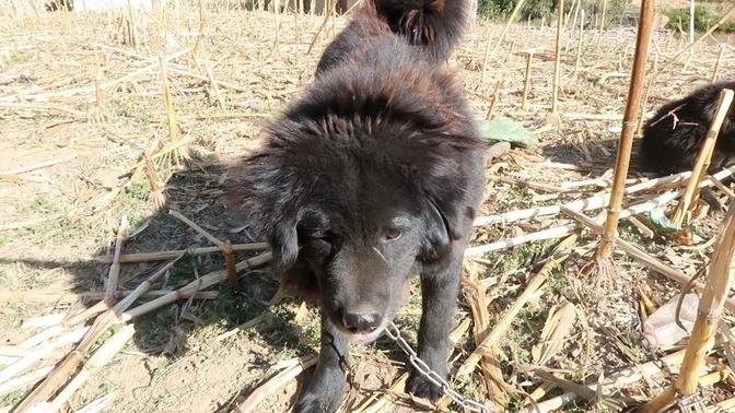 himalayan dog || bhote kukur || sheep farm || pastoral life ||