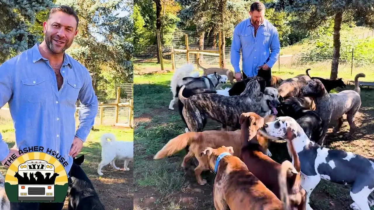 A big day! Introducing the new dogs to the pack The Asher House Videos The Asher House